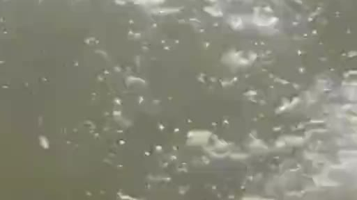 到底是人傻还是海豹傻